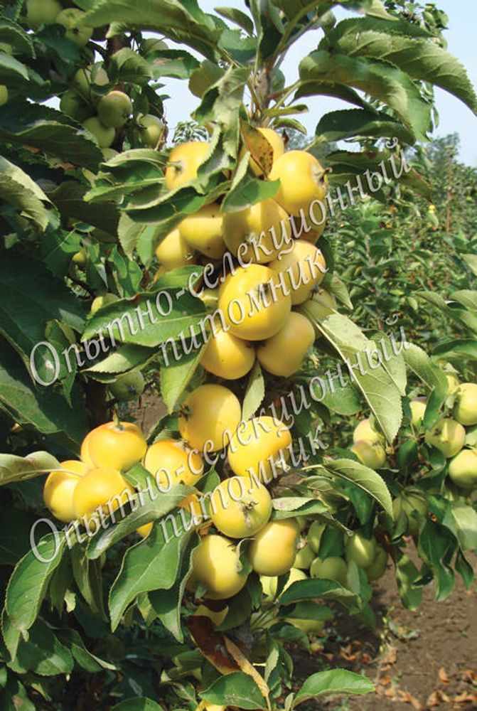 Яблоня колонновидная Китайка наливная