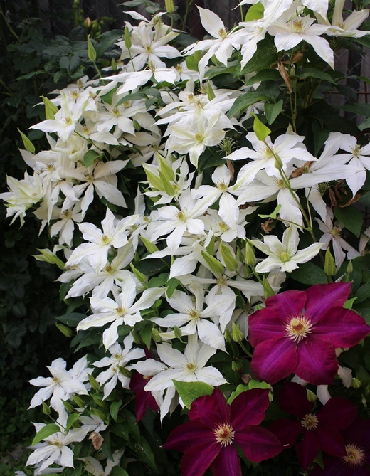 Клематис гибридный Роко-Колла Закупка М33 апрель 2026