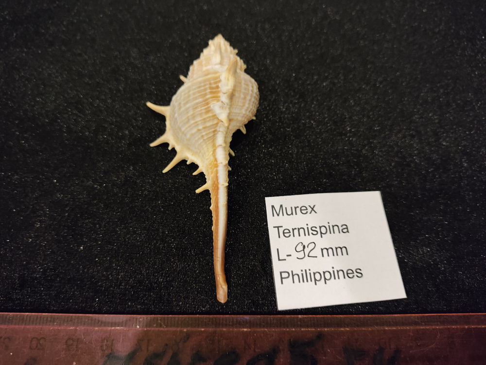 Мурекс Терниспайн