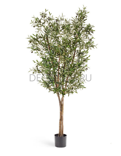 Олива Нэйчерел с плодами 120 см 2/2 10.28004N