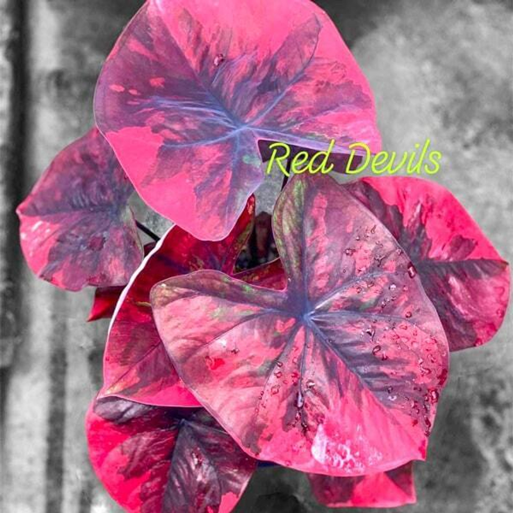 Каладиум RED DEVILS