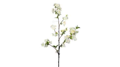 Ветка цветущей вишни - Белый