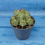 Euphorbia meloformis f. Variegated (Эуфорбия вариегатная)