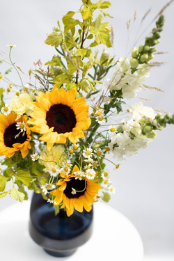 Sunflower’s field
