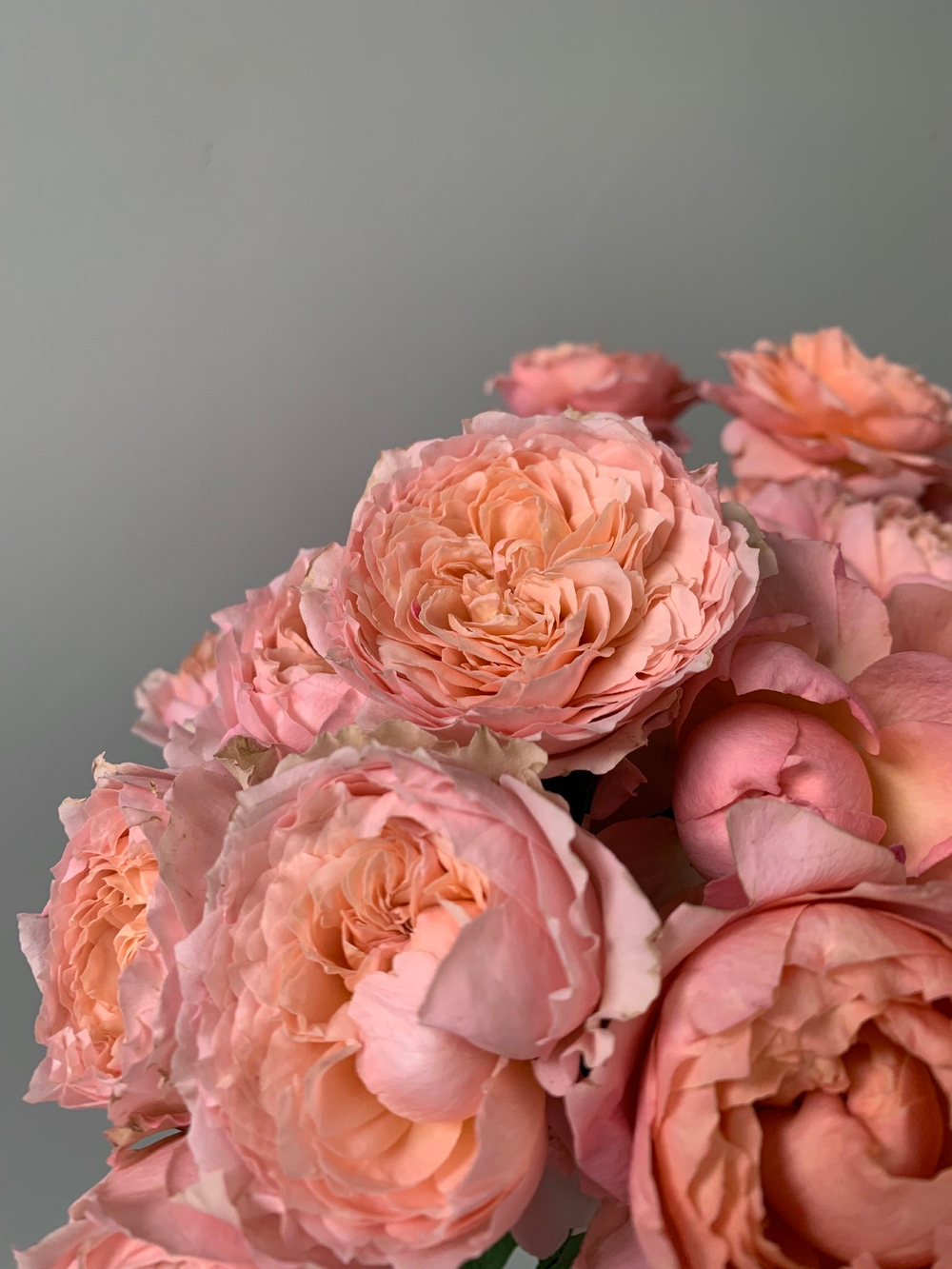 Букет из кустовых пионовидных роз сорта Джульетта в оформлении