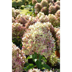 Гортензия метельчатая Гарденлайт XS-лайт (3/4 ветки) Закупка М59 апрель 2026