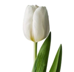 Тюльпан классика