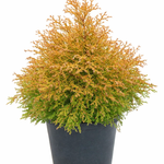 Туя западная "Rheingold"