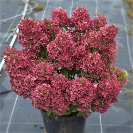 Гортензия метельчатая Петит стар-Маленькая Звезда (Hydrangea paniculata Petite Star)