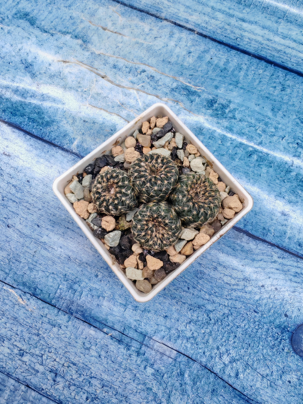 Frailea Pygmaea gloriosa (Фрайлея)