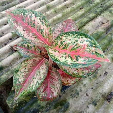 Аглаонема PLATINUM KARAT