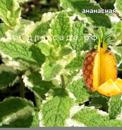 МЯТА АНАНАС