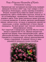 Роза Александра оф Кент английская кустовая