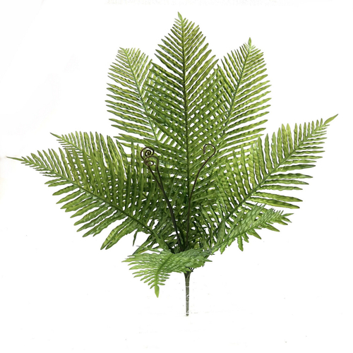 Папоротник Флебодиум куст 80 см.