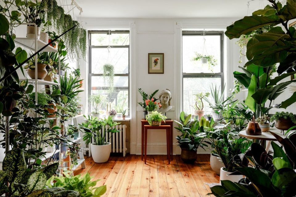Как создать роскошный интерьер с помощью растений | Международная Школа Дизайна