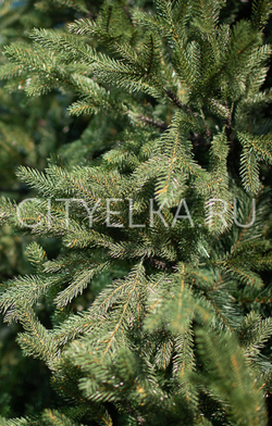 Ель искусственная интерьерная "Финская"