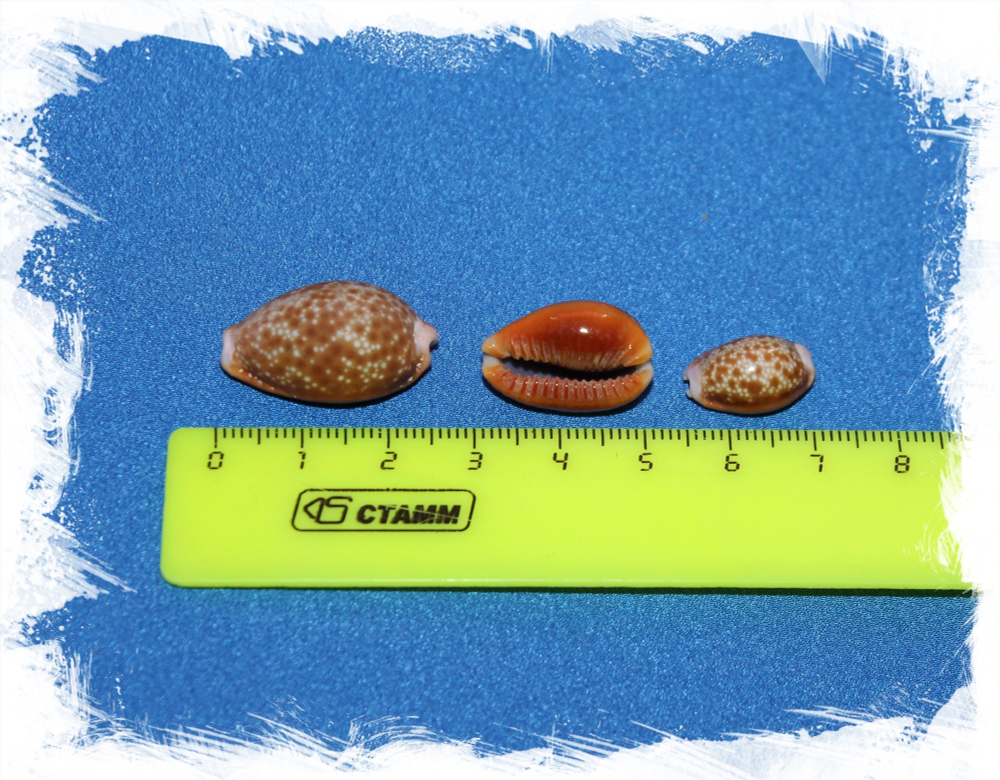 Ципреи Хелвола, 1,5-3см, 1шт