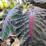 Колоказия DEVIL CROW