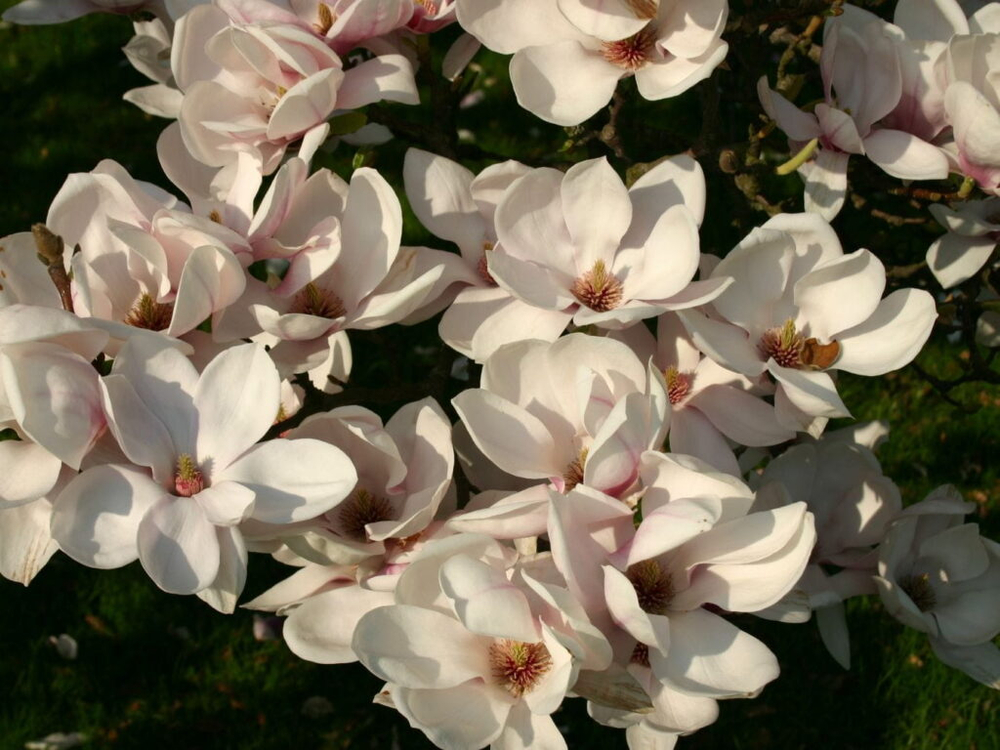 Магнолия Суланжа ‘Alba Superba’ (C2) Закупка М37