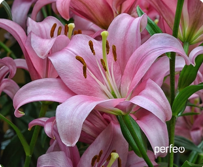 Perfeo Коврик для компьютерной мыши "Цветы", Рис.5 (240*200*2 мм), ткань+резиновое основание