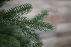 Ель Швейцарская 100% литая 230см зеленая Black Box