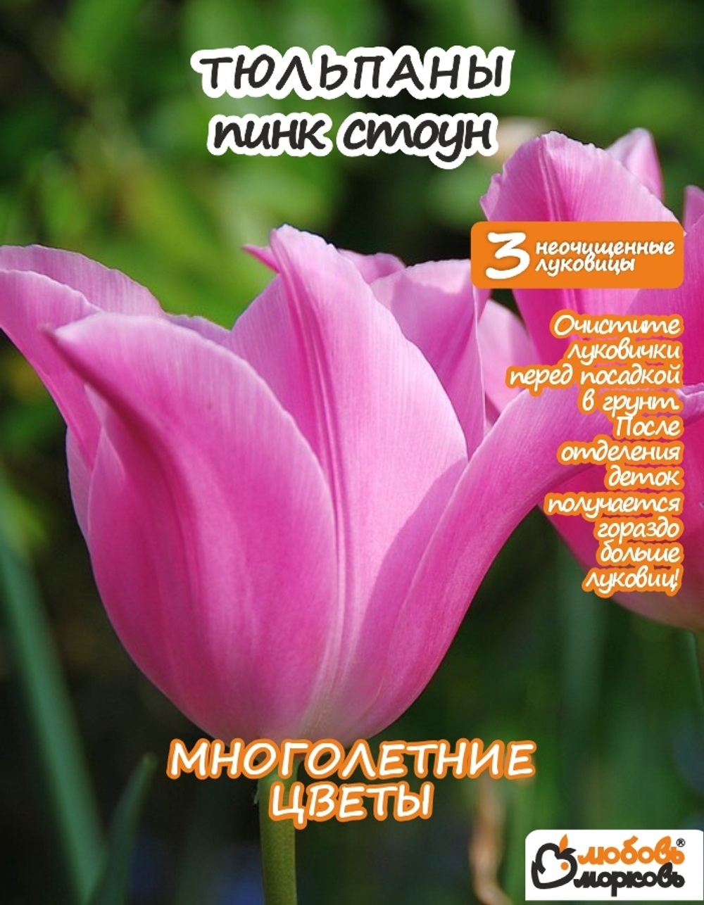 Тюльпан Луковица, Пинк Стоун, 3+шт