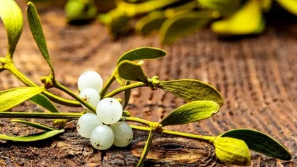 Омела белая (трава)