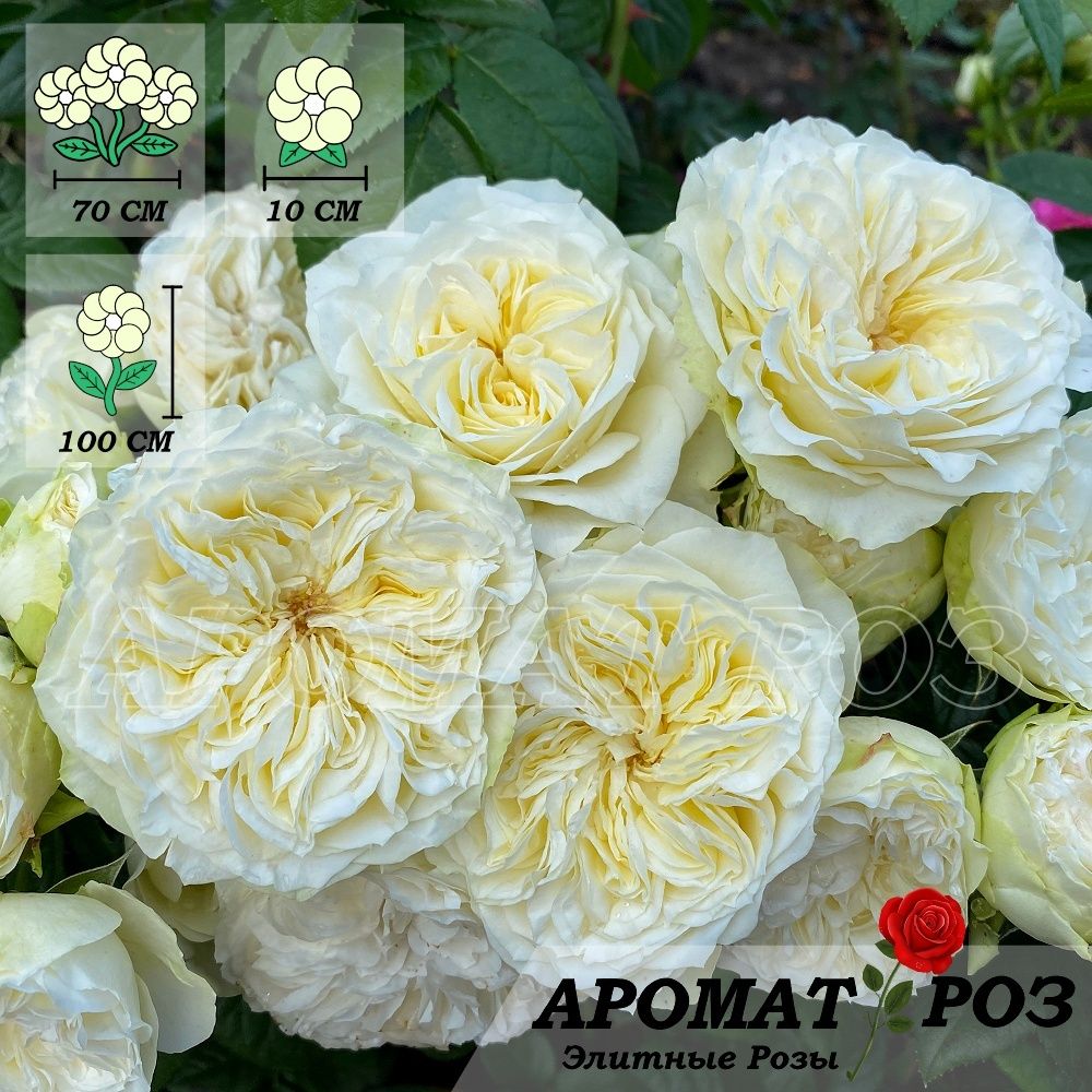 Винтэр Лодж (Winter Lodge)