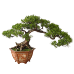 Бонсай Ногоплодник (Мелия)