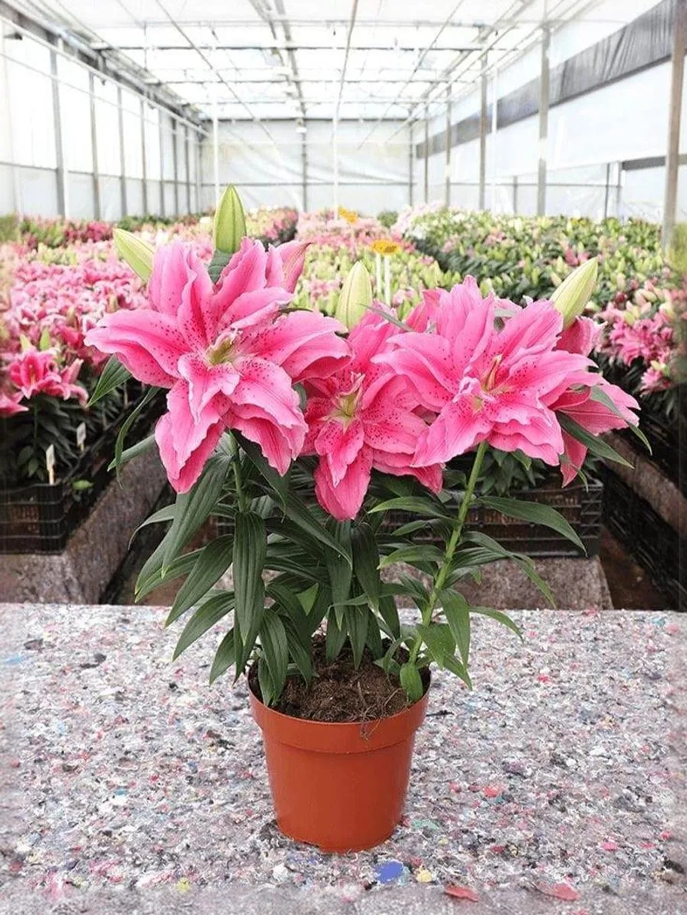 Лилия Эзра (махровая серия «Роузлили»)