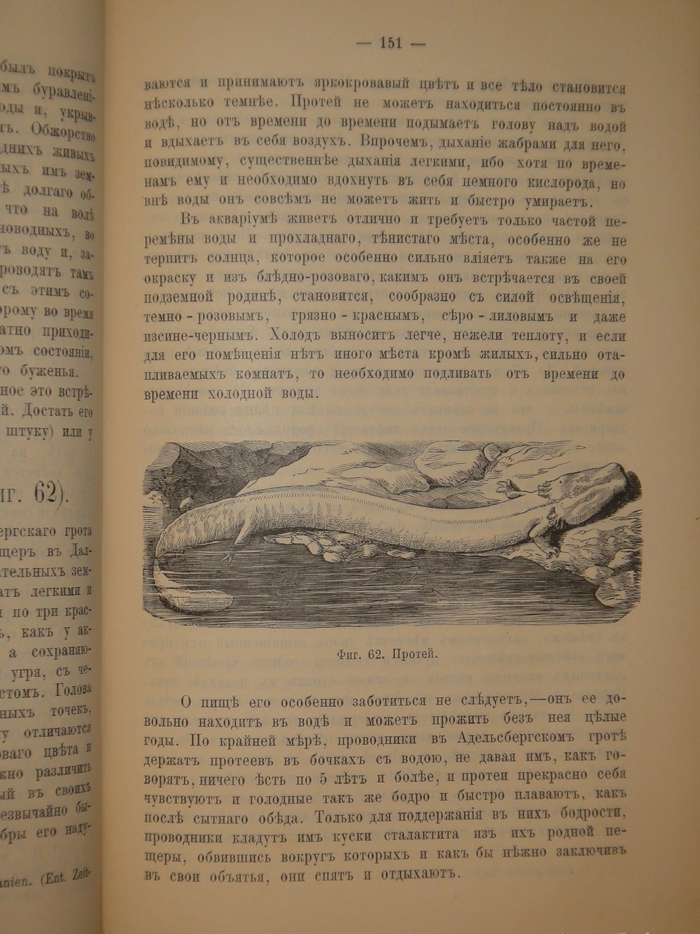 "Аквариум любителя. Подробное описание флоры и фауны аквариума, устройство аквариума, уход за ним и пр.". Н.Ф.Золотницкий. 1890г.