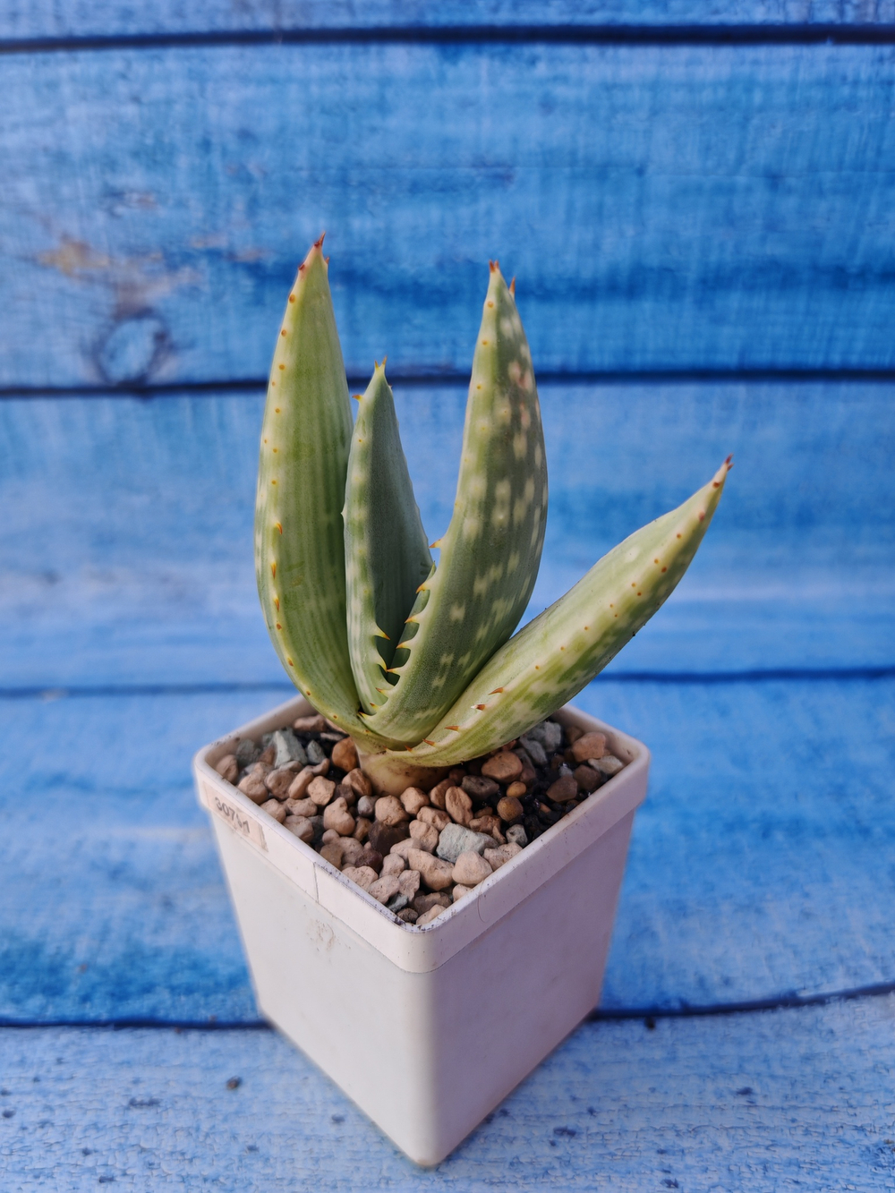 Aloe Gariepensis (Алоэ)