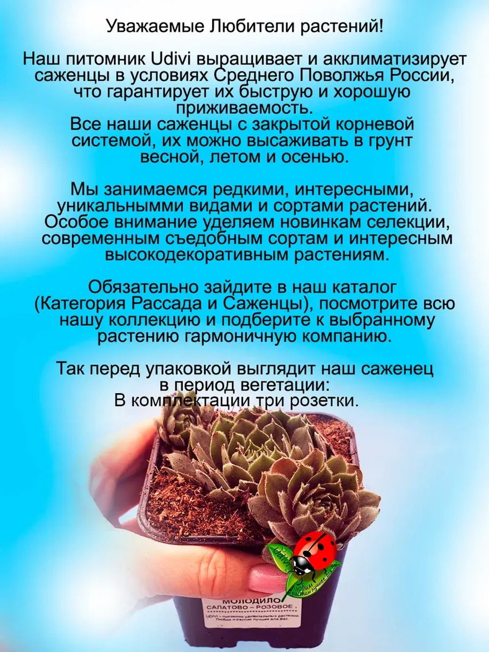 Молодило Салатово-розовое каменная роза