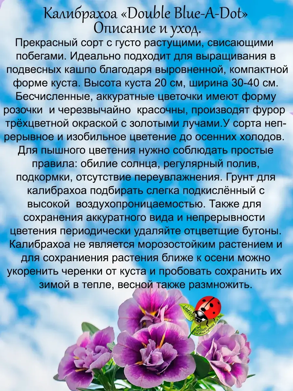 Калибрахоа Блю А Дот махровая трёхцветная