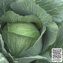 Леннокс F1 семена капусты белокочанной (Bejo / Бейо)