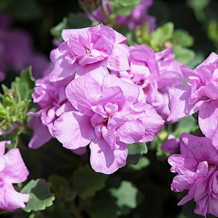 Бакопа Double Pink. ОКС укорененный черенок. 1-10 марта