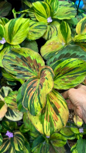 Кемпферии с бангкокской выставки Кемпферии с бангкокской выставки