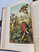 "Жизнь животных". А.Э.Брэм. 1904 г. - антикварная книга