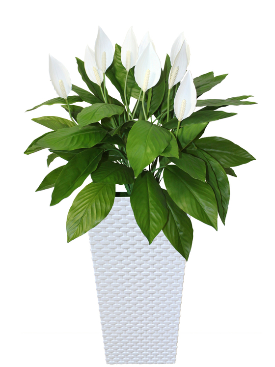 Искусственные цветы Спатифиллум в белом кашпо ротанг 51см