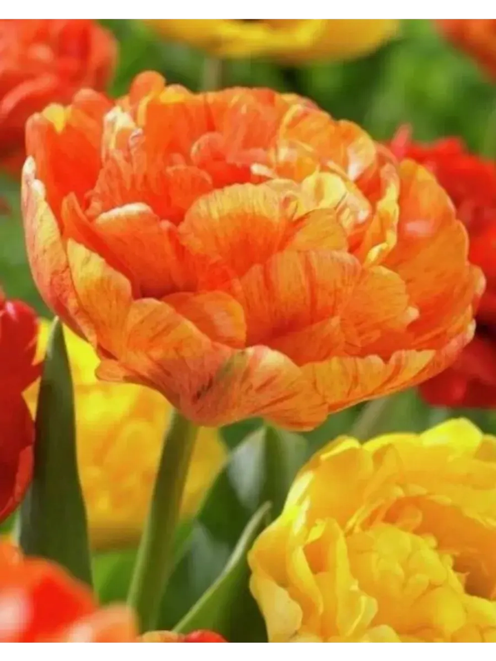 Тюльпаны Sunlover 4 шт, набор луковиц