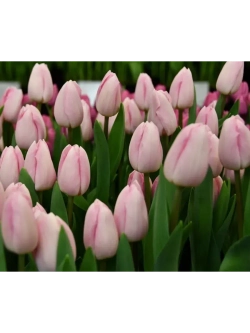 Тюльпаны пионовидные ,луковицы BARSELONA BAEUTY (4 штуки)