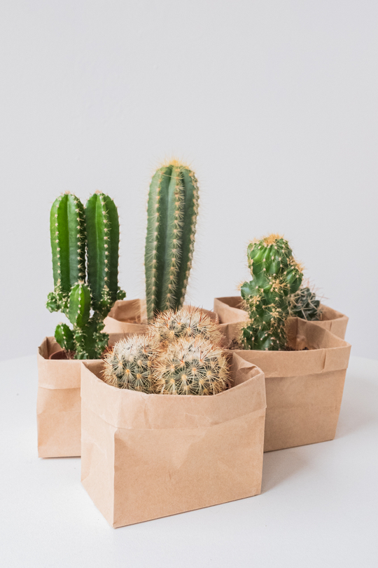 Микс из пяти кактусов d 5