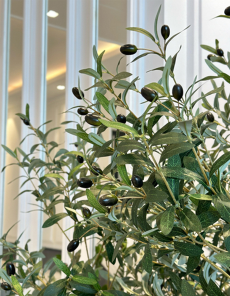 Олива с плодами - 230см (на платформе)