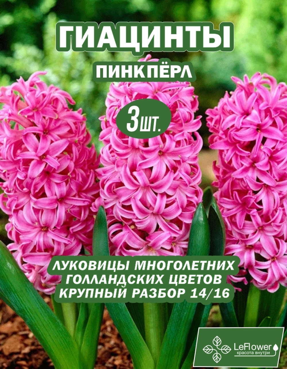 Гиацинт Луковицы цветов Пинк перл, 3шт