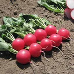 Мелито F1 семена редиса (Hazera / Хазера)