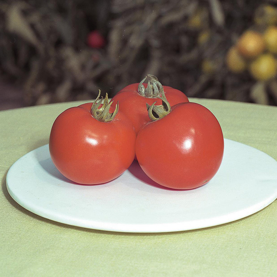 ПОЛФАСТ F1 семена томата Bejo купить – фото 2