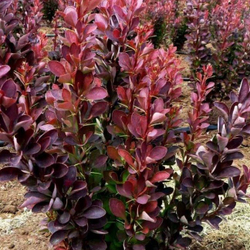 Барбарис Тунберга Ред Пиллар С3 Закупка М60 июнь 2026