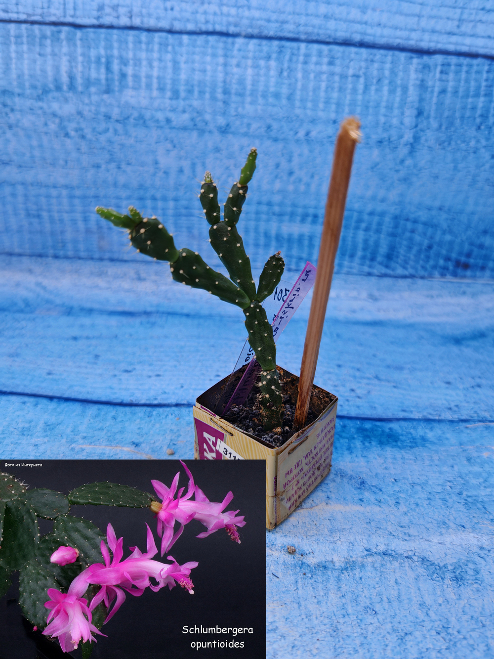Schlumbergera opuntioides (Шлюмбергера)