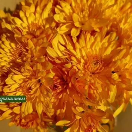 Хризантема мультифлора Avalon yellow ☘ м.13  (отгрузка Сентябрь)