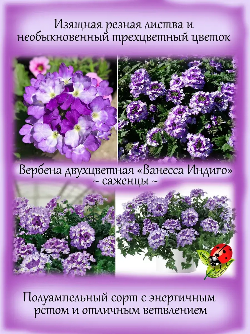 Вербена Ванесса Индиго полуампельная